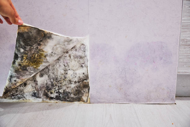Best Commercial Mold Removal  in Las Cruces, NM